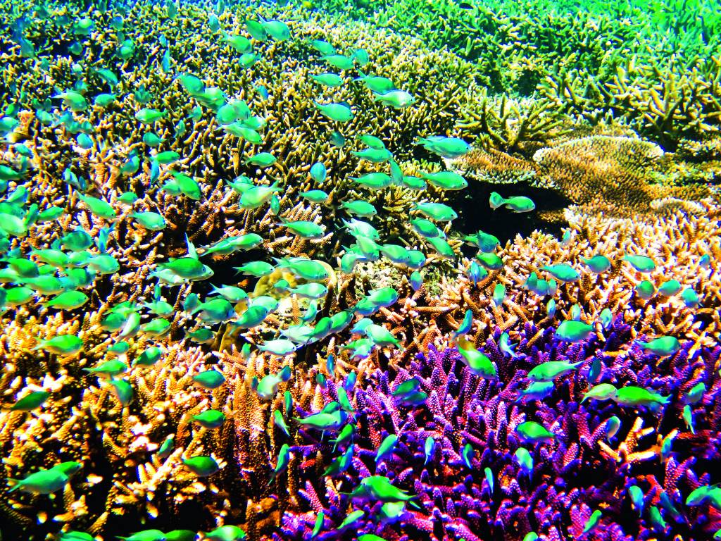 Coral da Malásia Coral da Malásia