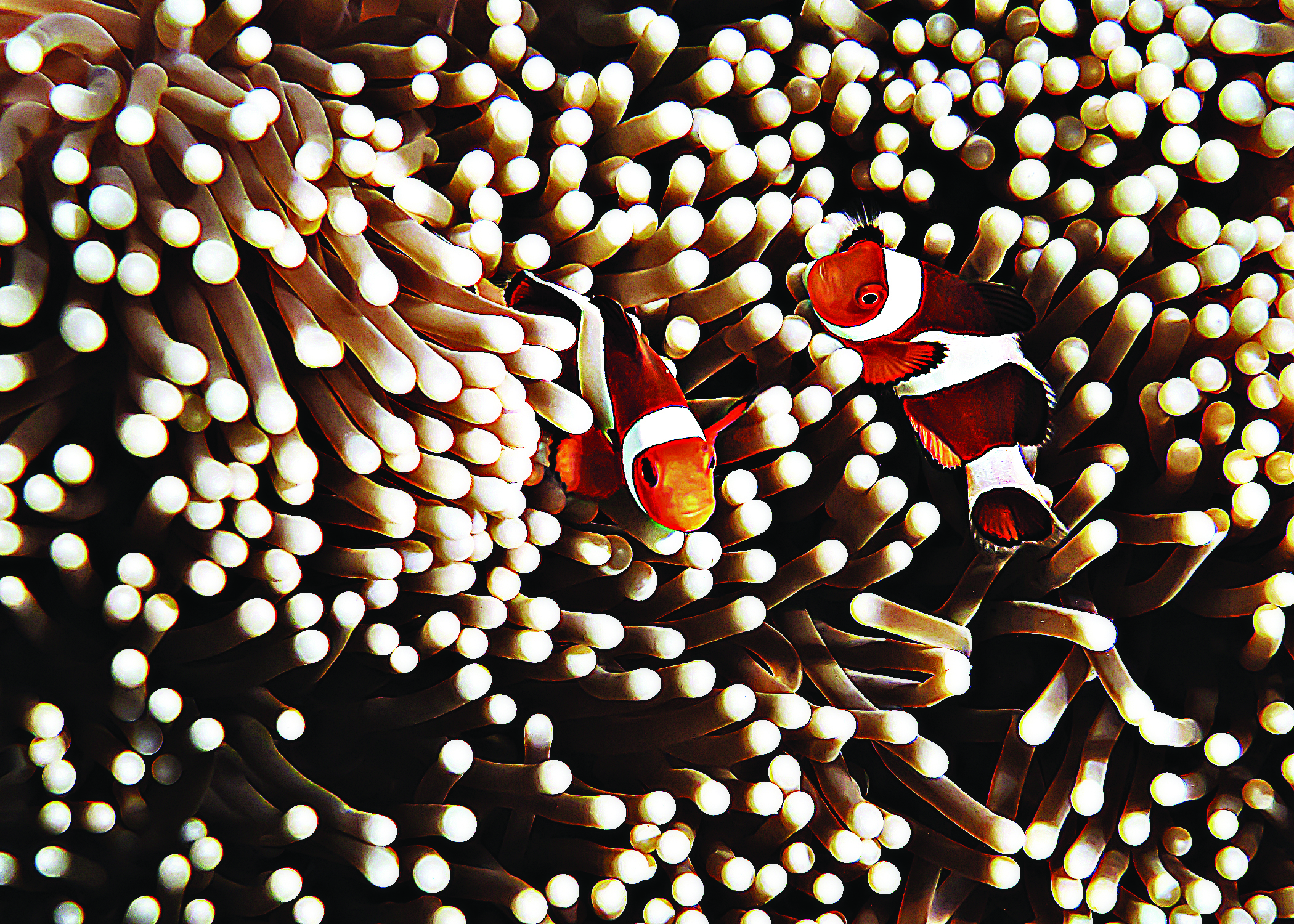 Procurando Nemo em Palawan