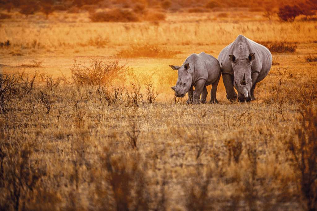 Rinocerontes nos arredores de Windhoek, capital da Namíbia