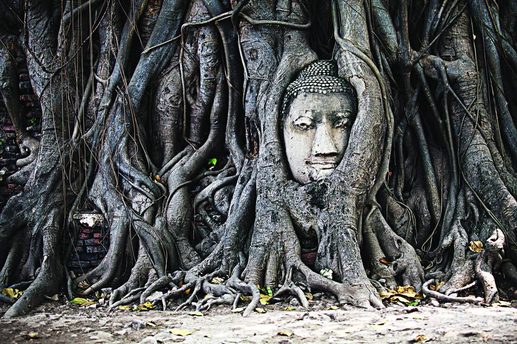Imagem engolida por raízes em um templo da antiga Ayutthaya