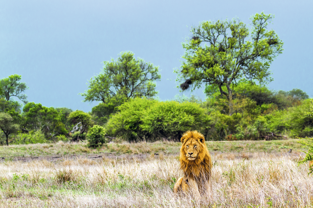 Leão no Nacional Kruger Park, África do Sul