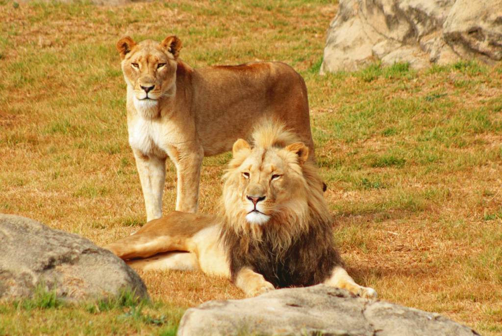 Casal de leões no O casal Auggie e Sabi no The Johannesburg Zoo, África do Sul
