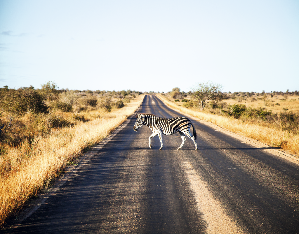 Zebra na pista do Kruger National Park, África do Sul