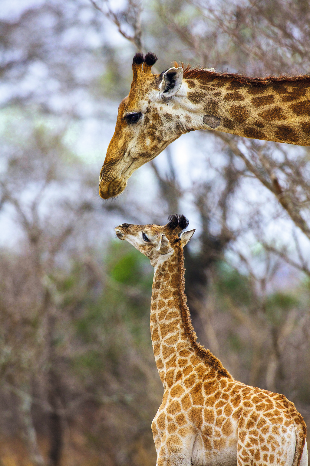 Girafa mãe e girafa filha no Kruger National Park, África do Sul