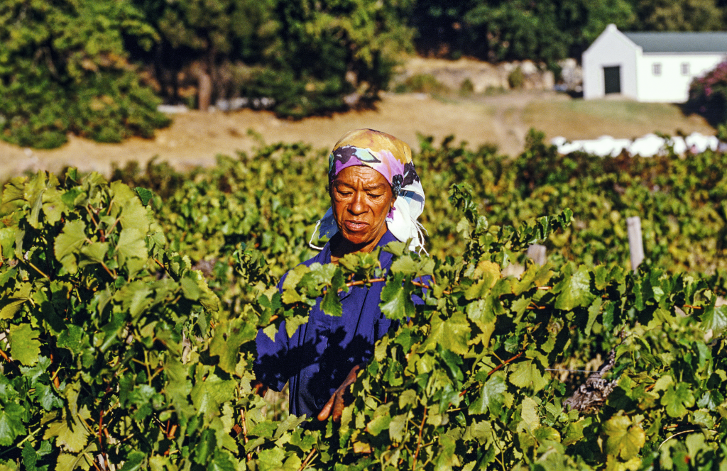 Colheita em vinícola de Franschhoek, África do Sul