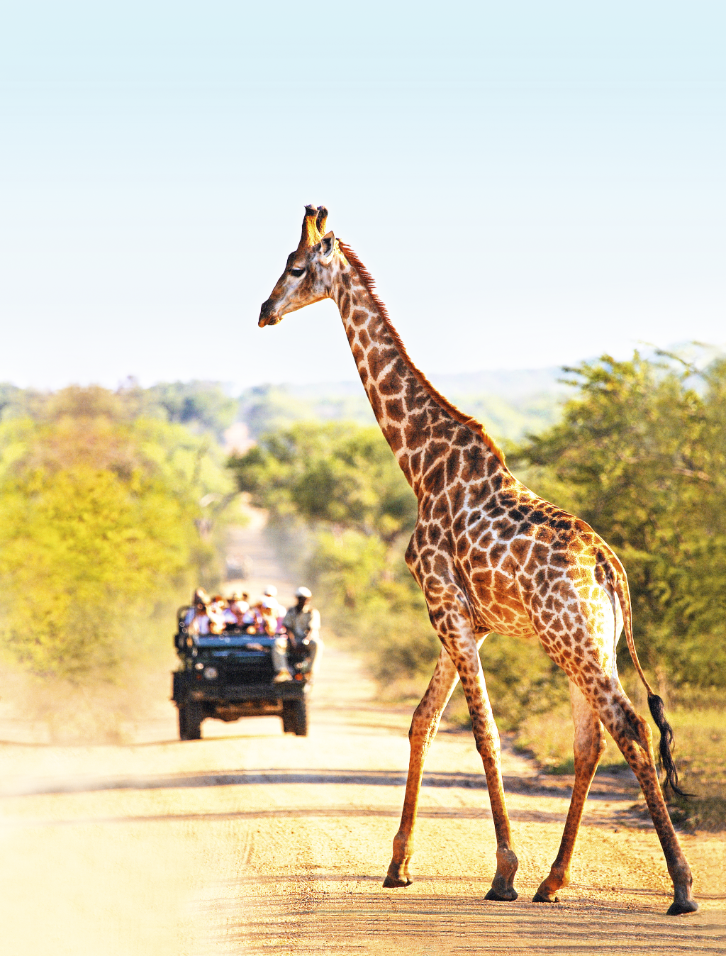 Girafa no Kruger National Park, África do Sul