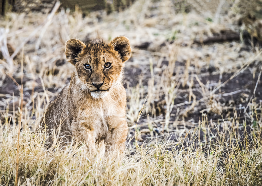 Leão à solta no Kruger National Park, África do Sul