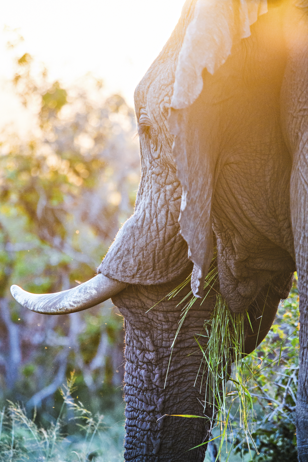 Elefante no Addo Elephant Park, África do Sul