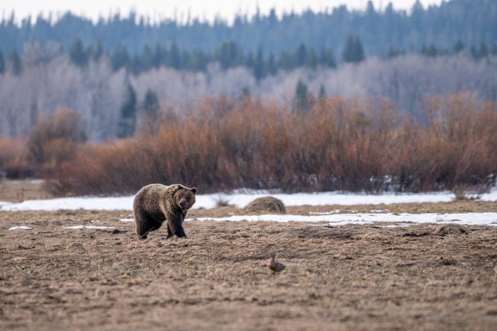 Ursos (e placas para evitá-los) são bastante comuns no Grand Teton