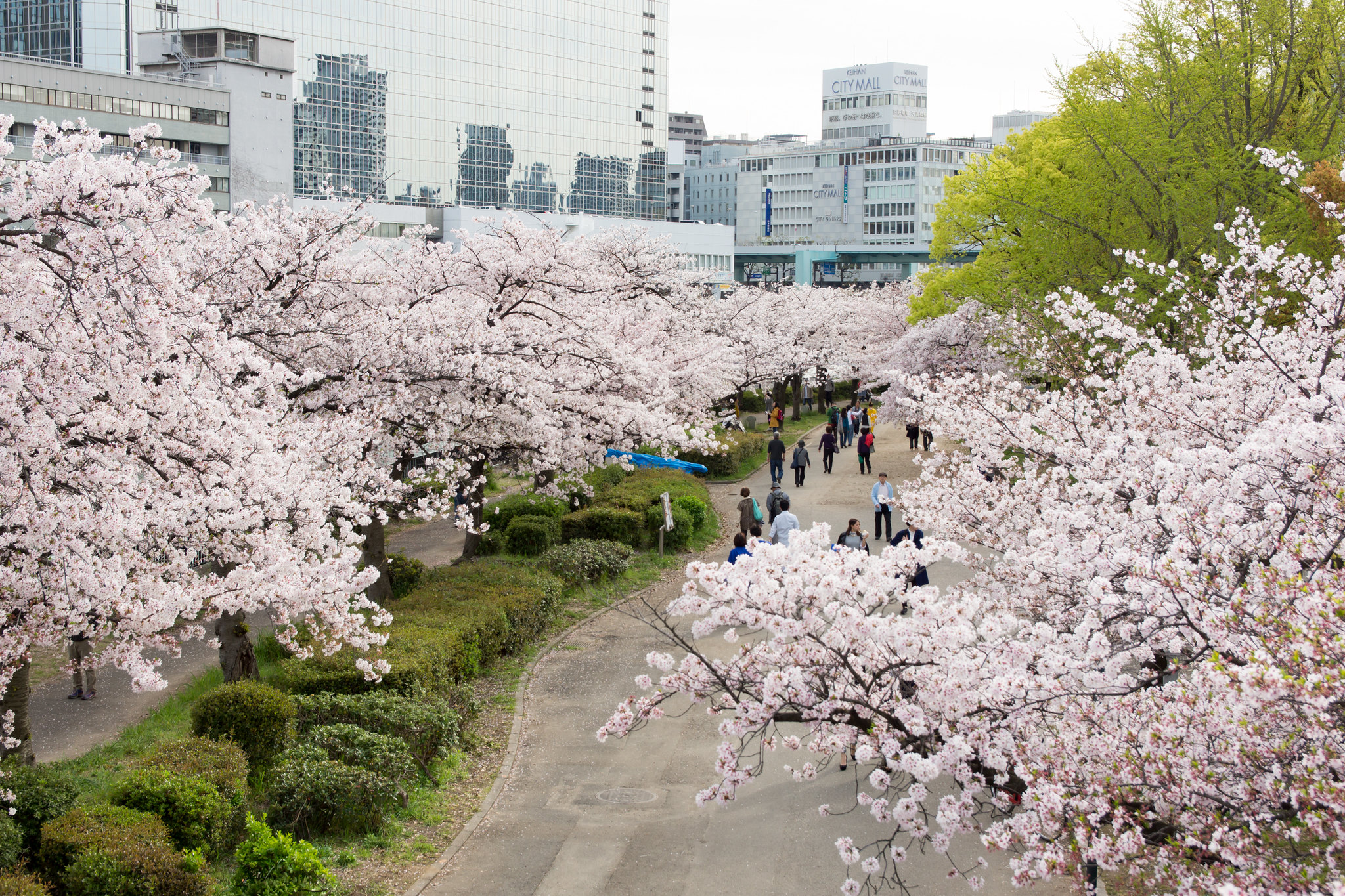O caminho pelo Kema Sakuranomiya Park é assim: cheio de cerejeiras. Crédito: