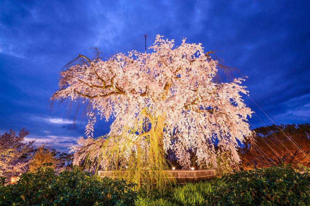A grande atração do Maruyama Park é essa cerejeira, que se ilumina por inteira ao anoitecer. Crédito: