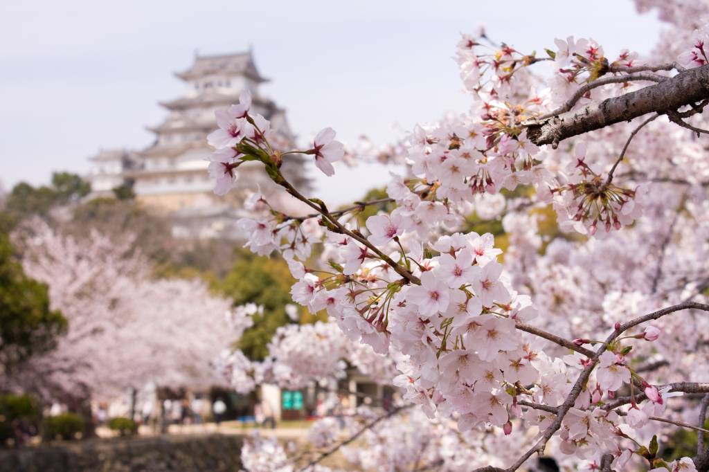 Por duas semanas do ano, o Japão é tomado por tons de rosa das cerejeiras. Crédito: