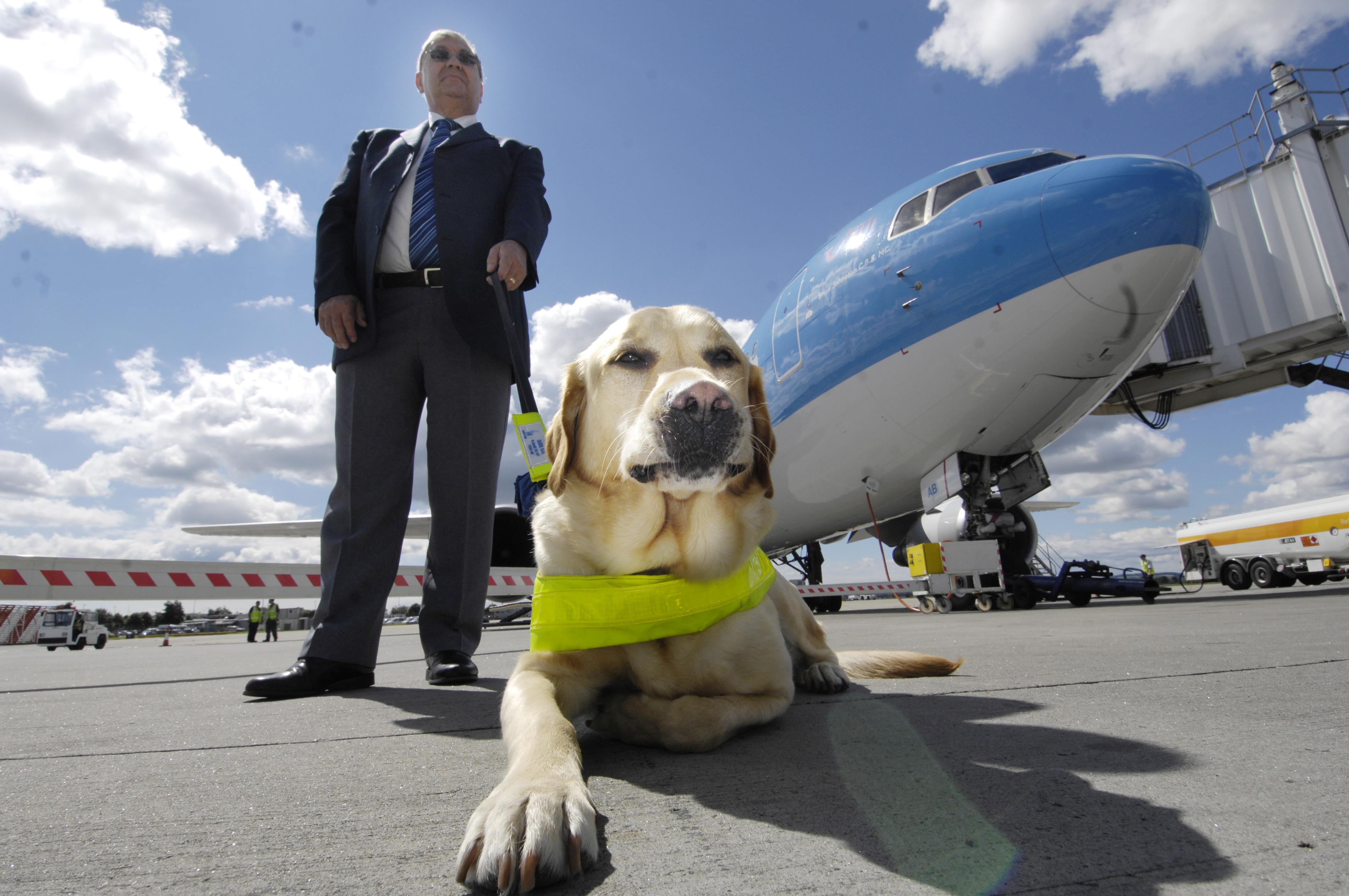 Cão-guia antes de entrar no avião