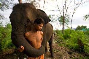 Elefante, Tailândia