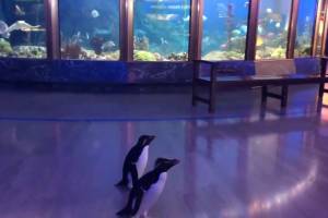 Shedd Aquarium, Chicago, Estados Unidos