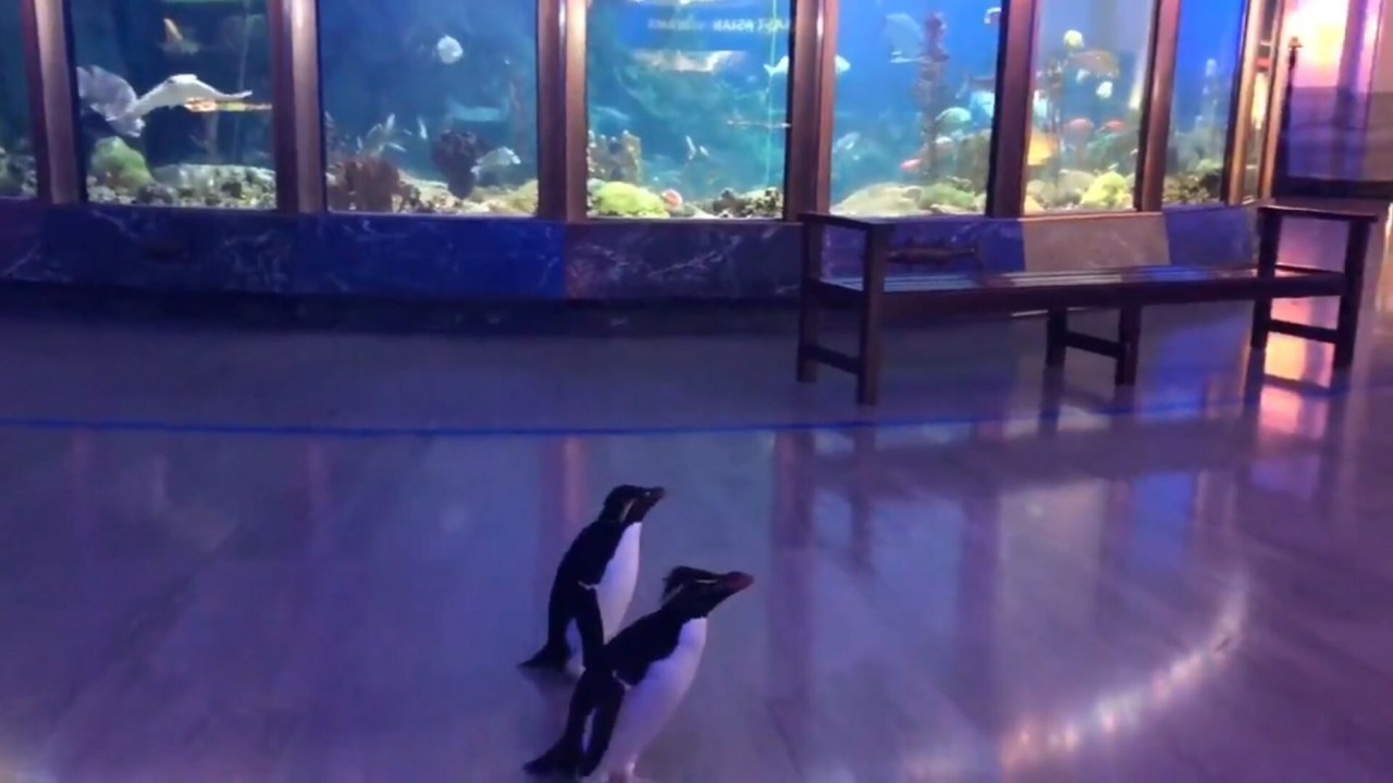 Shedd Aquarium, Chicago, Estados Unidos