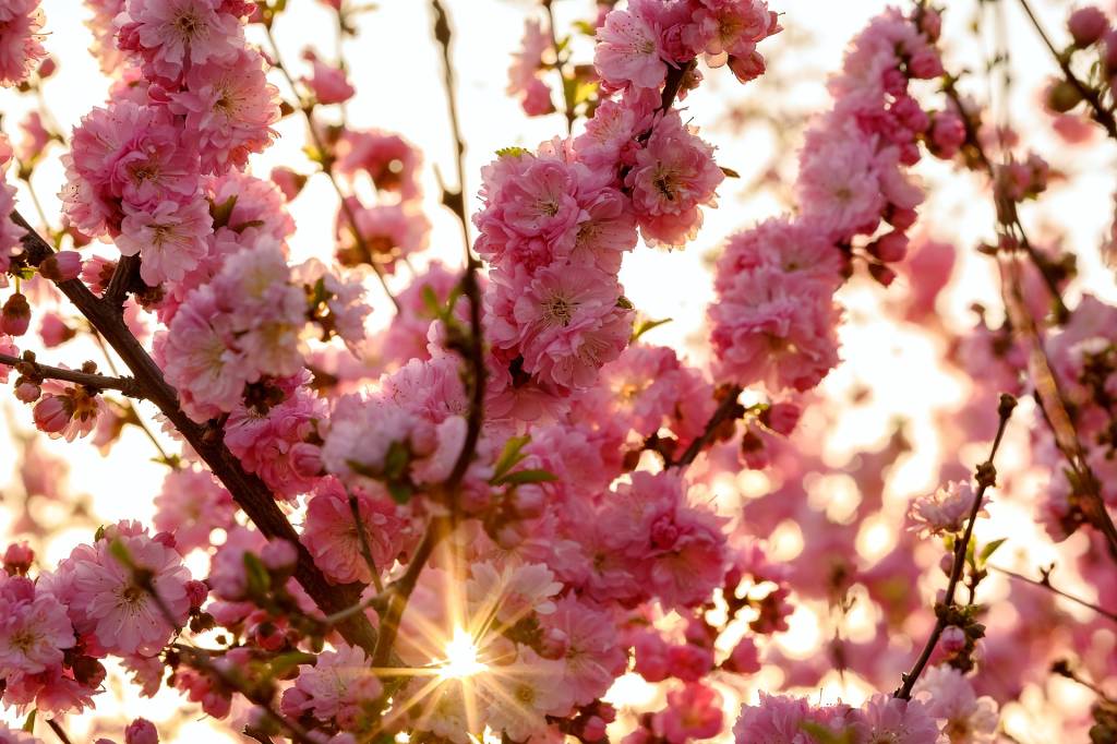 Cerejeiras, Japão