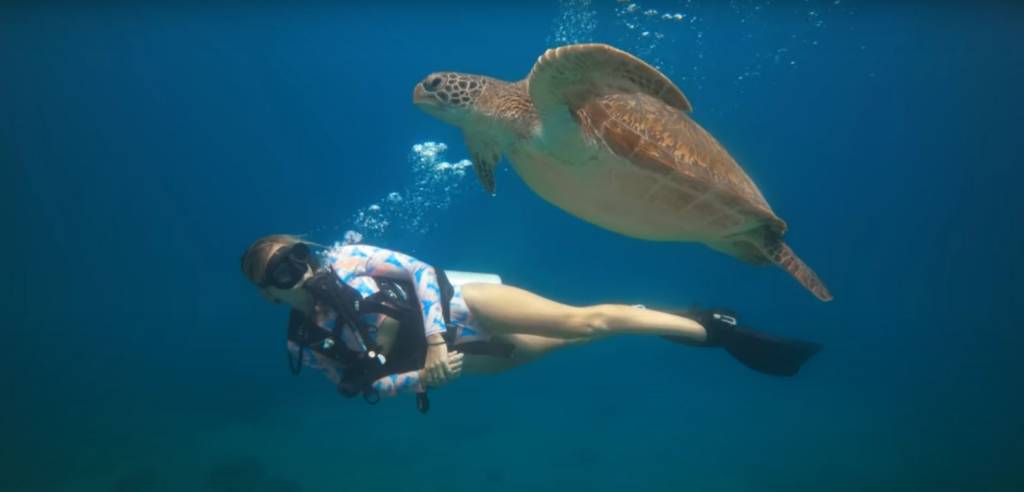 ocean turtle2 ocean turtle2