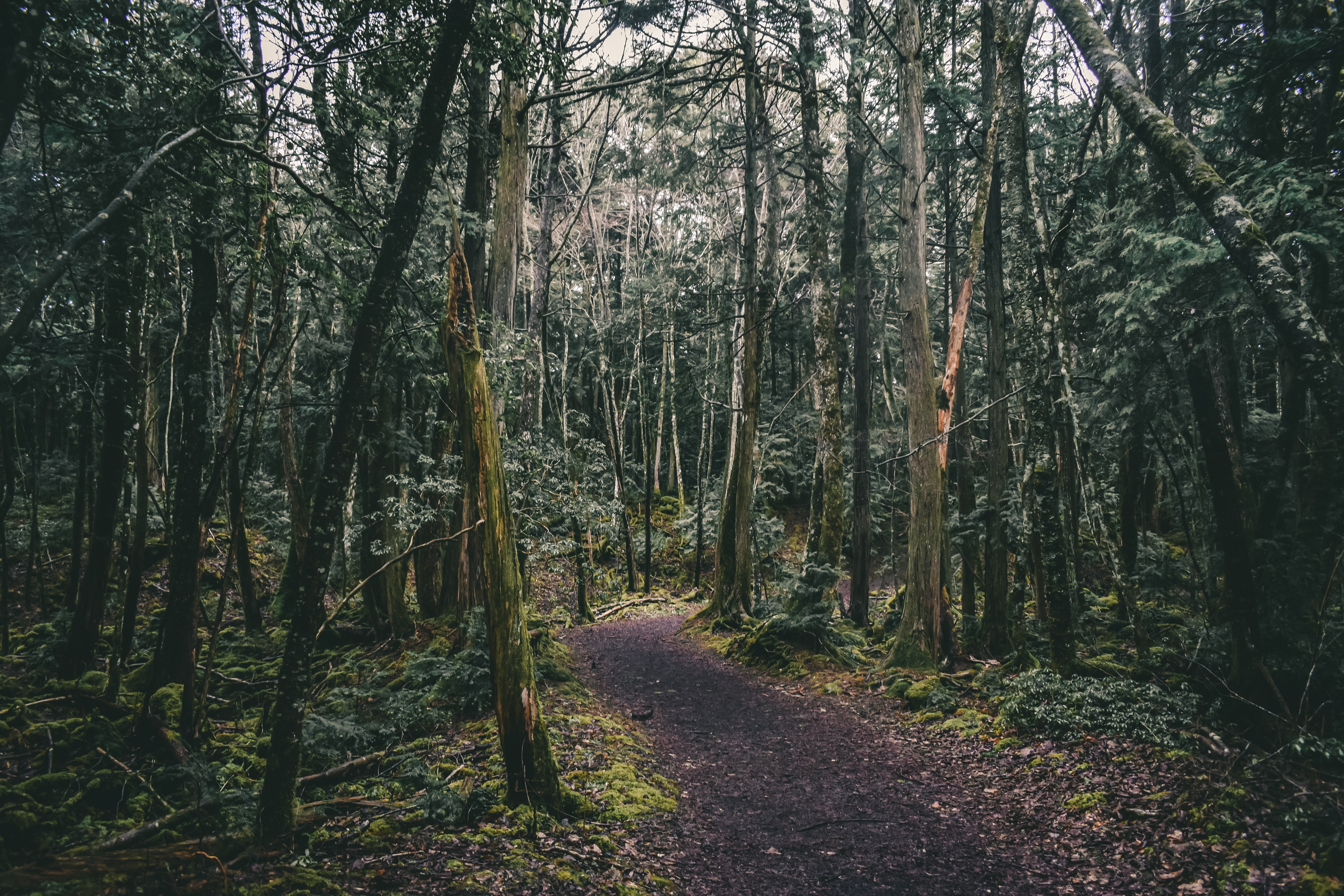 Floresta Aokigahara, Yamanashi - A cerca de 100 km de Tóquio, localizada na base noroeste do monte Fuji, por lá existe a lenda de que uma grande quantidade de ferro existe sob o solo, que faz as bússolas de viajantes parem de funcionar corretamente, fazendo com que o turista fique perdido. A verdade é bem mais triste que isso, já que o local é, na verdade, muito procurado por pessoas que querem tirar suas vidas, com cerca de 100 suicídios relatados ao ano no local.