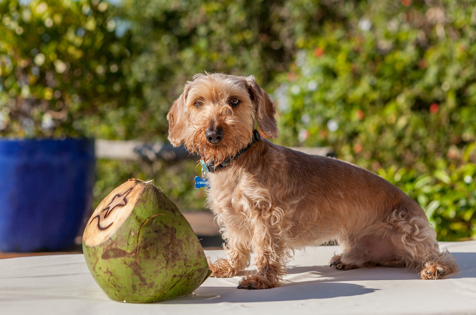 Pablo, mascote da Pousada Estrela D’Água, em Trancoso