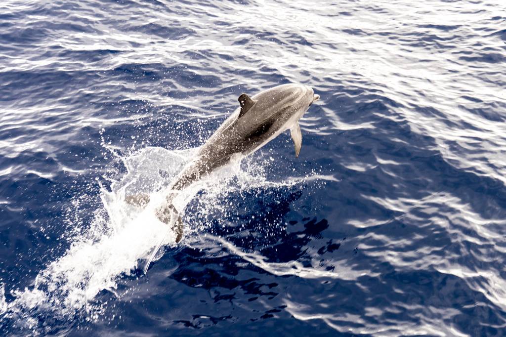 Golfinho-pintado-do-atlântico: acrobacia de presente durante o passeio de barco