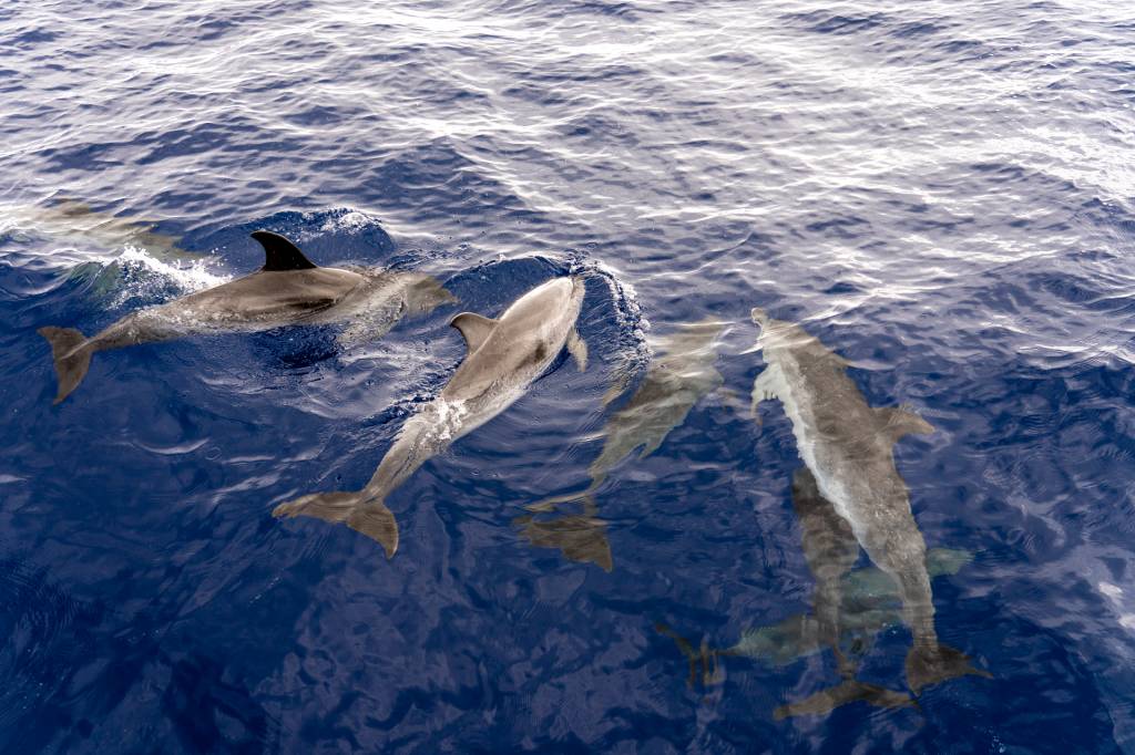 Ilha da Madeira