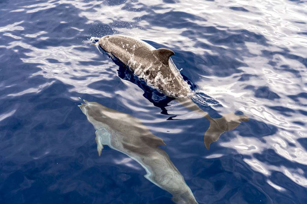 Ilha da Madeira