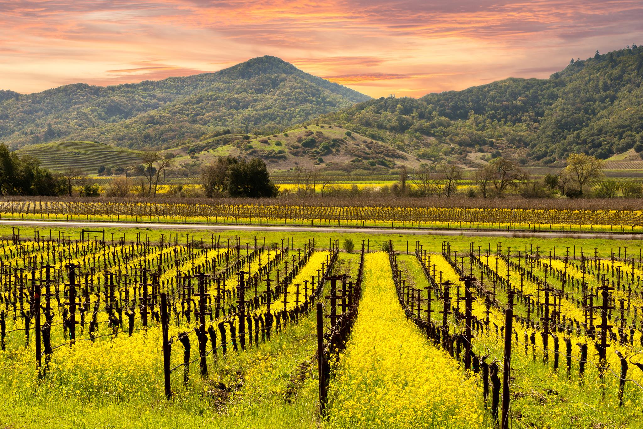 napa valley california best time to visit