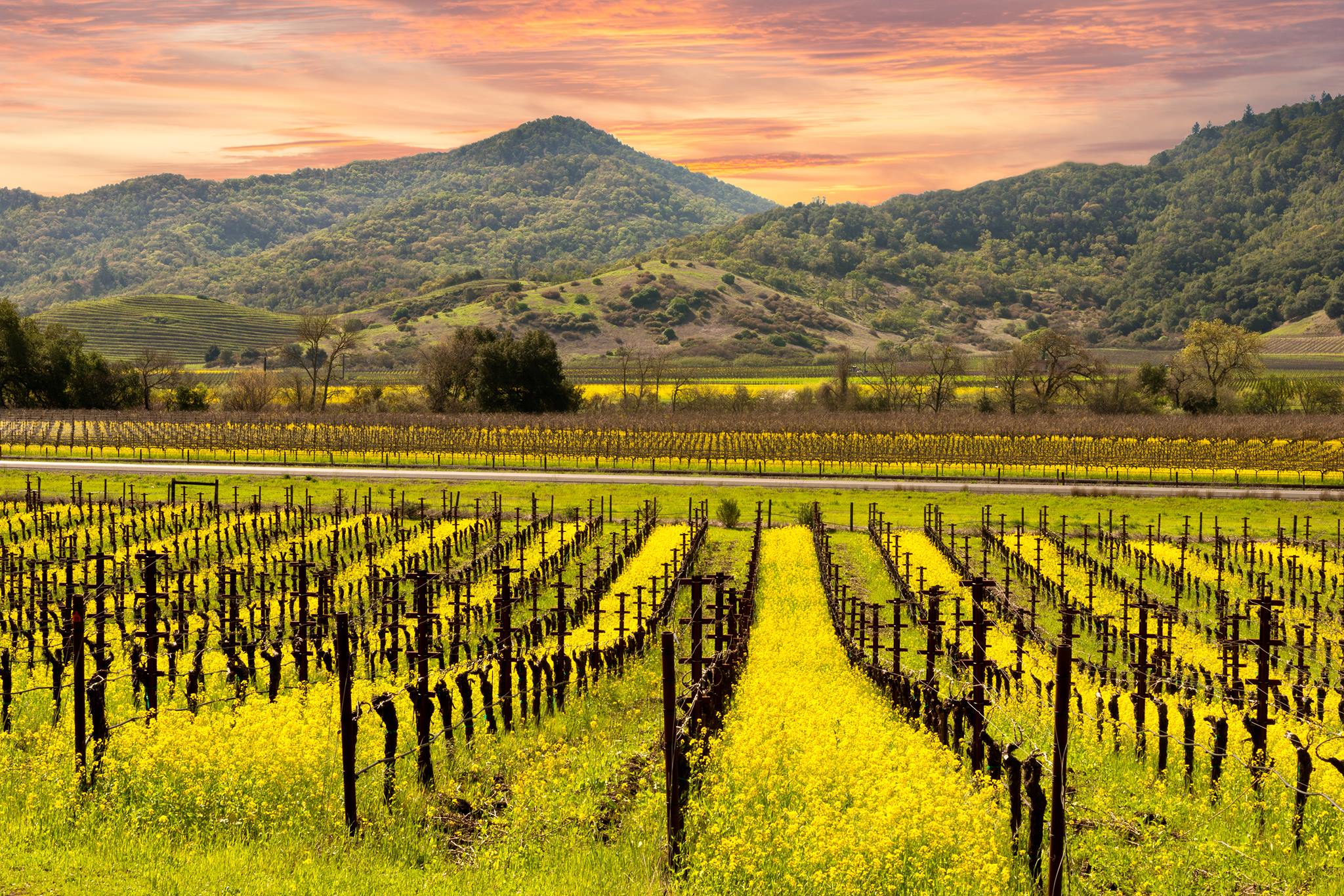 tour of napa valley