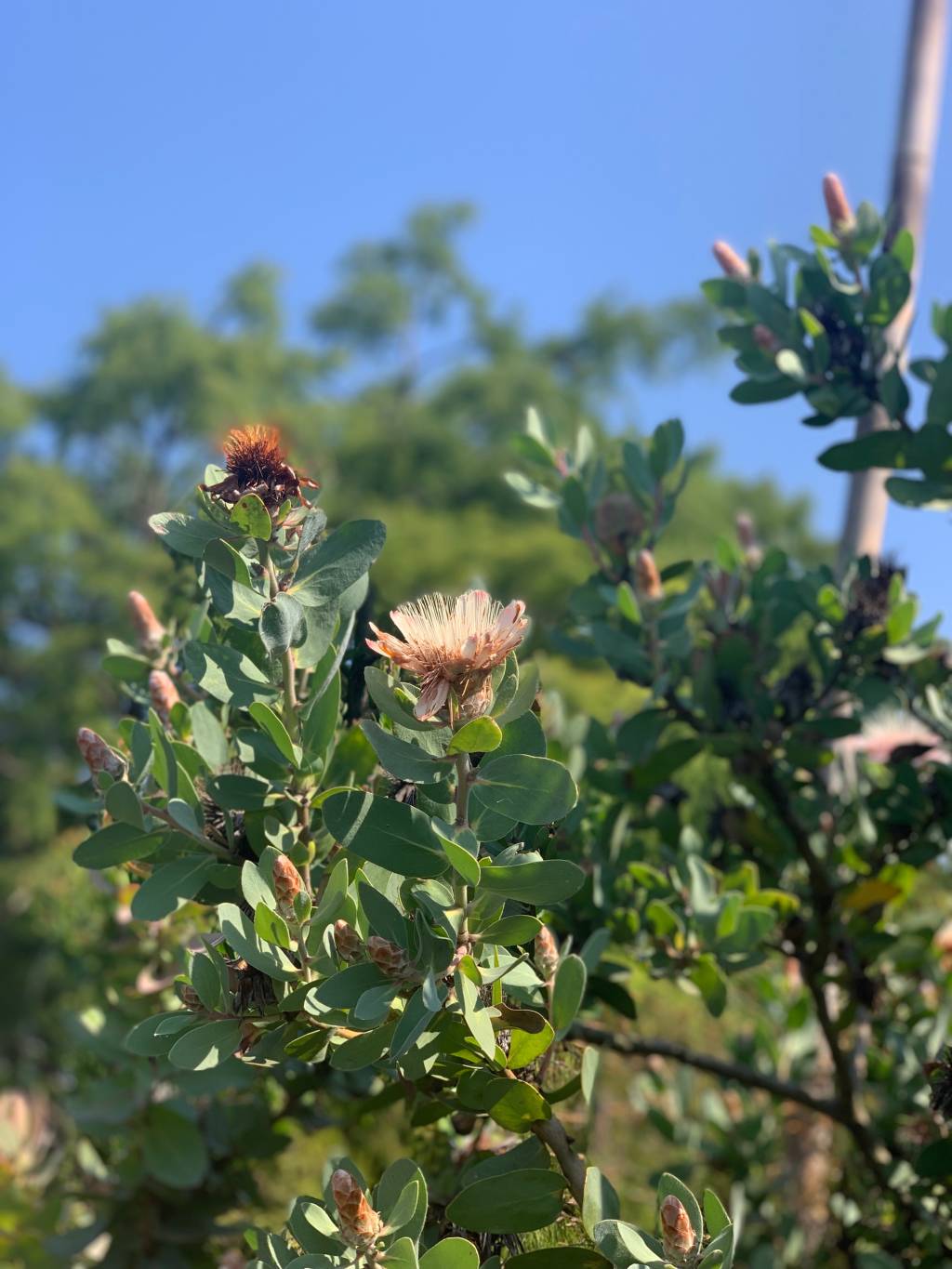 Virou pai de planta na pandemia? Aqui tem inspiração.