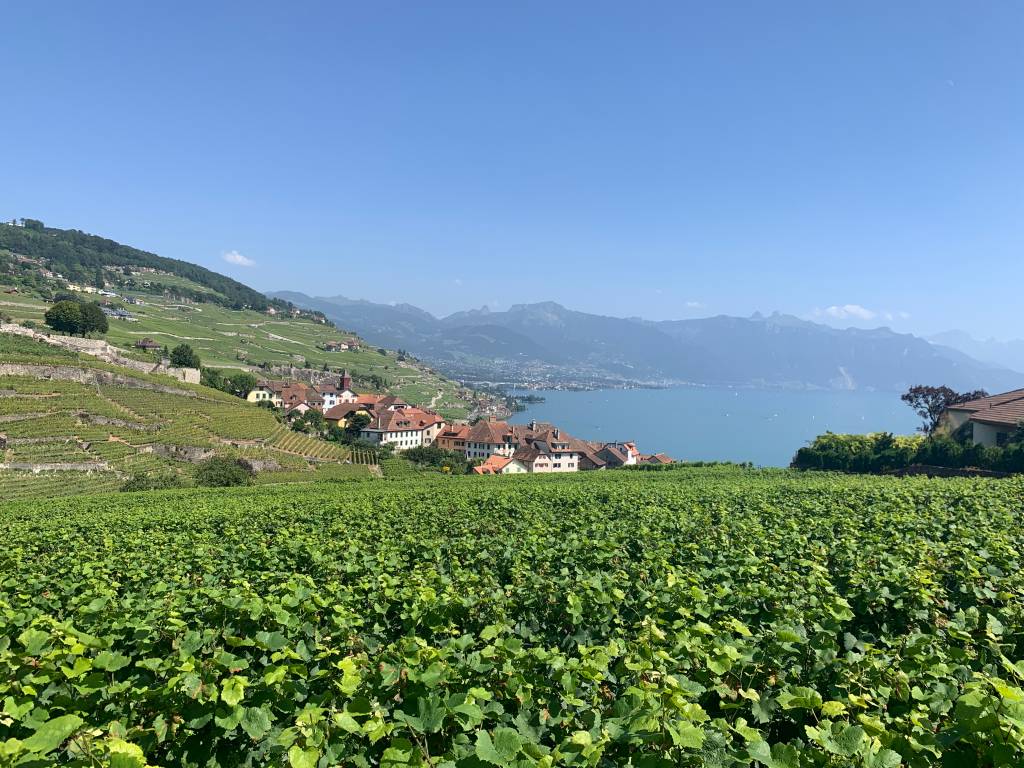 Vinhedos de Lavaux, considerada a região de vinhos mais bonita do mundo pela revista Forbes