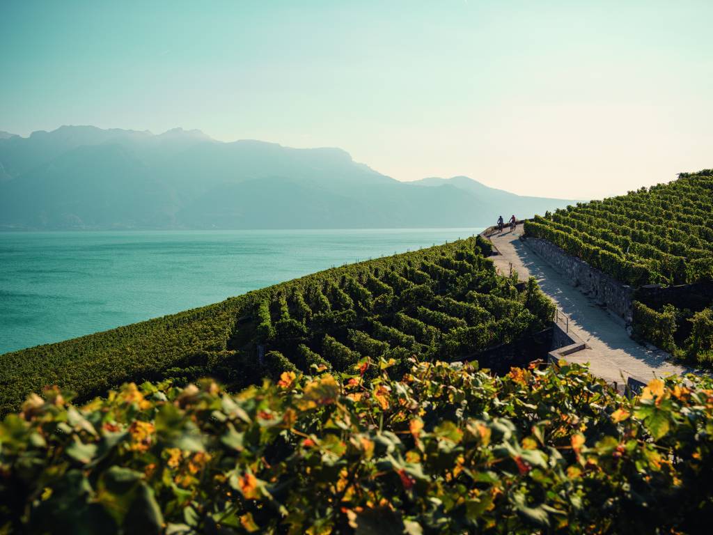 O relevo impossível de Lavaux, o Lago de Genebra e os Alpes.