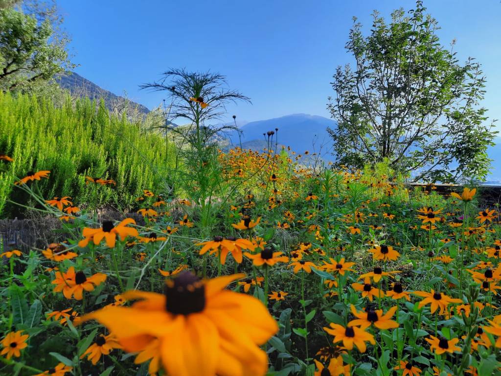 Flores, flores e mais flores colorem o jardim de Brissago.