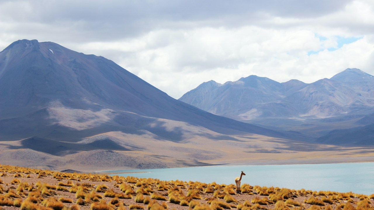Reserva Nacional Los Flamencos, Atacama, Chile