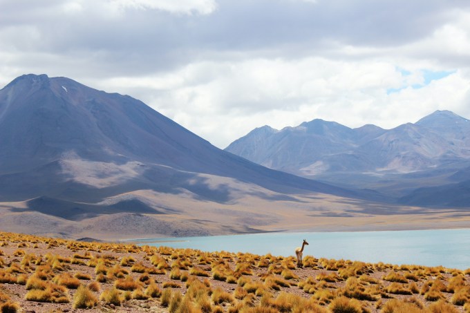 Reserva Nacional Los Flamencos, Atacama, Chile