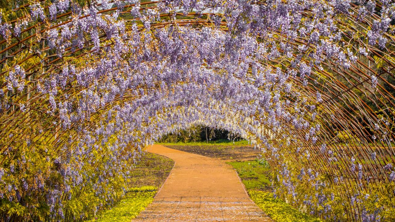 Parque de flores é nova atração da Serra Gaúcha | Viagem e Turismo Parque de flores é nova atração da Serra Gaúcha | Viagem e Turismo