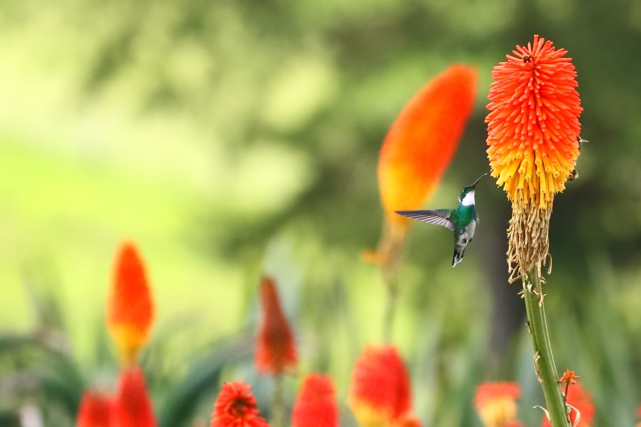 Mátria Parque de Flores, São Francisco de Paula, Rio Grande do Sul, Brasil