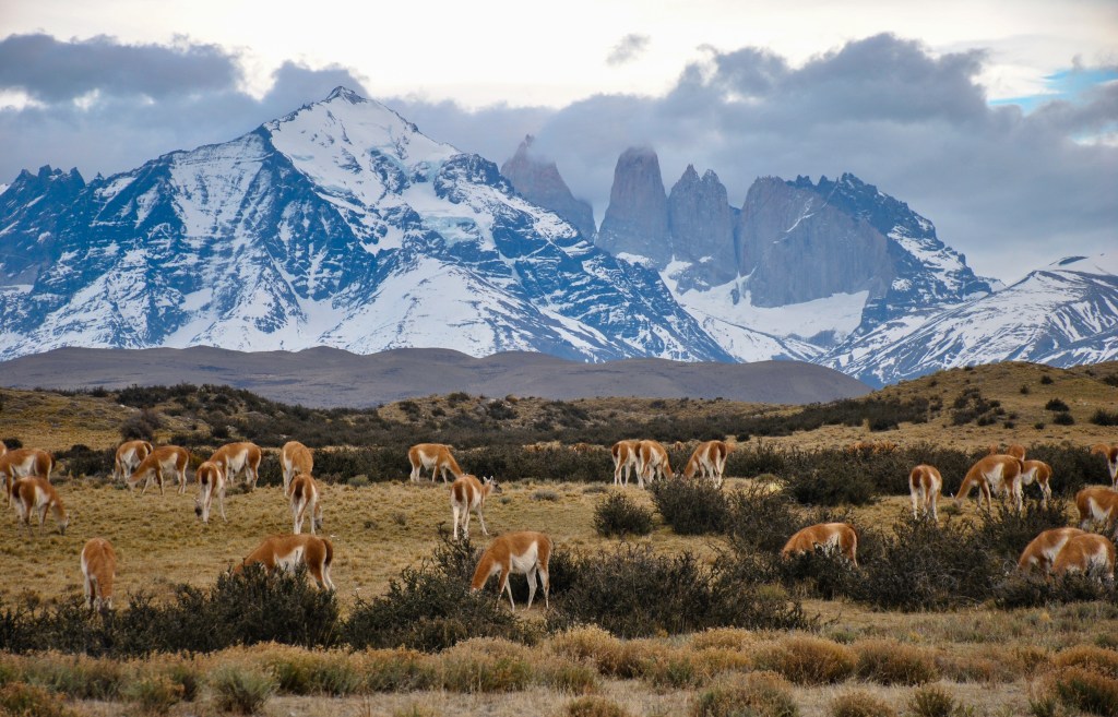 É possível observar montanhas e guanacos no Chile.