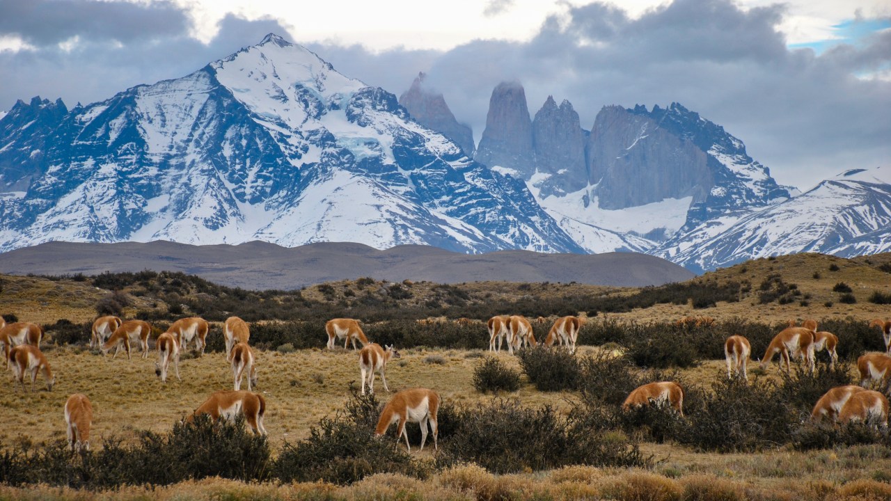 É possível observar montanhas e guanacos no Chile.