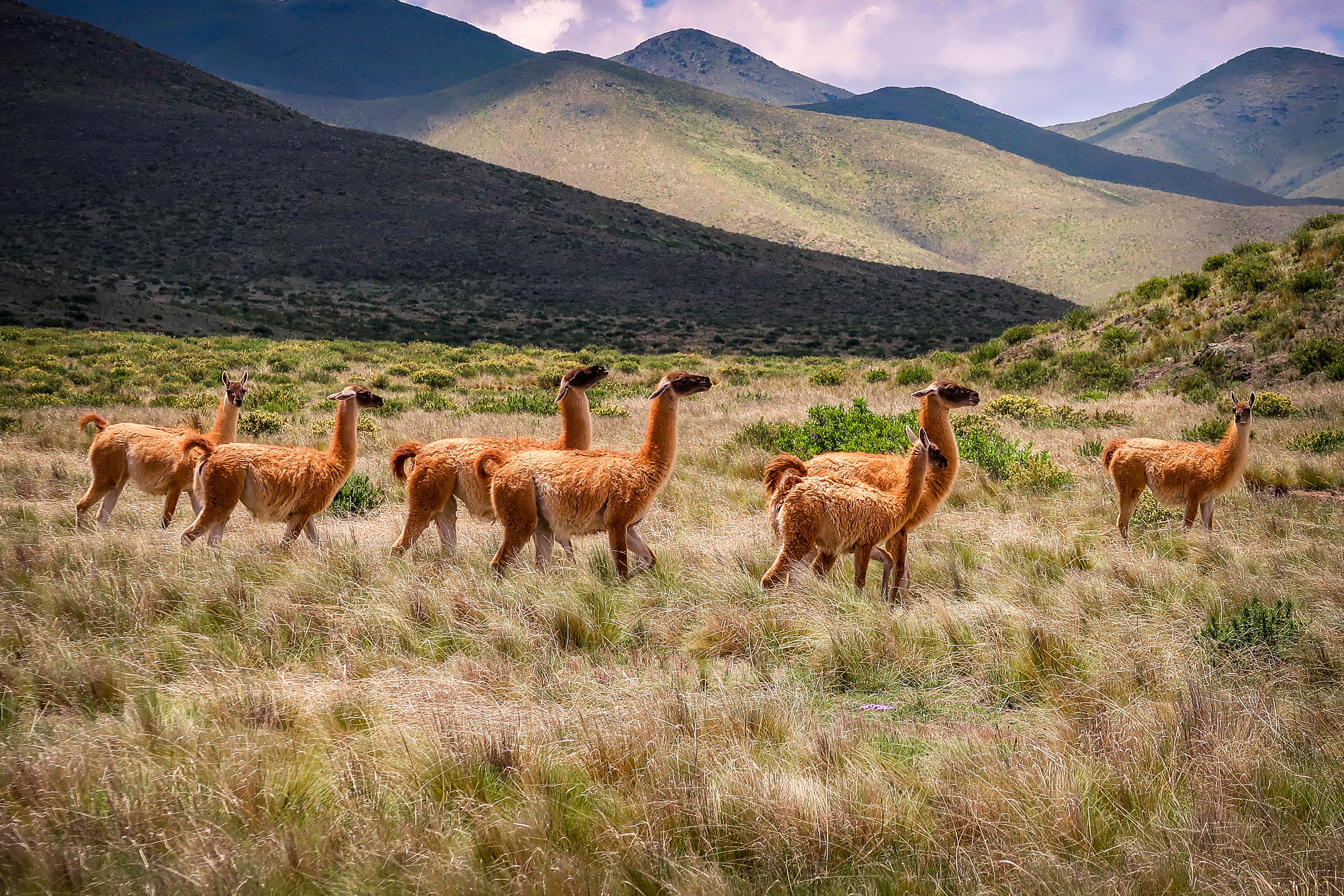 Guanacos no norte da Argentina