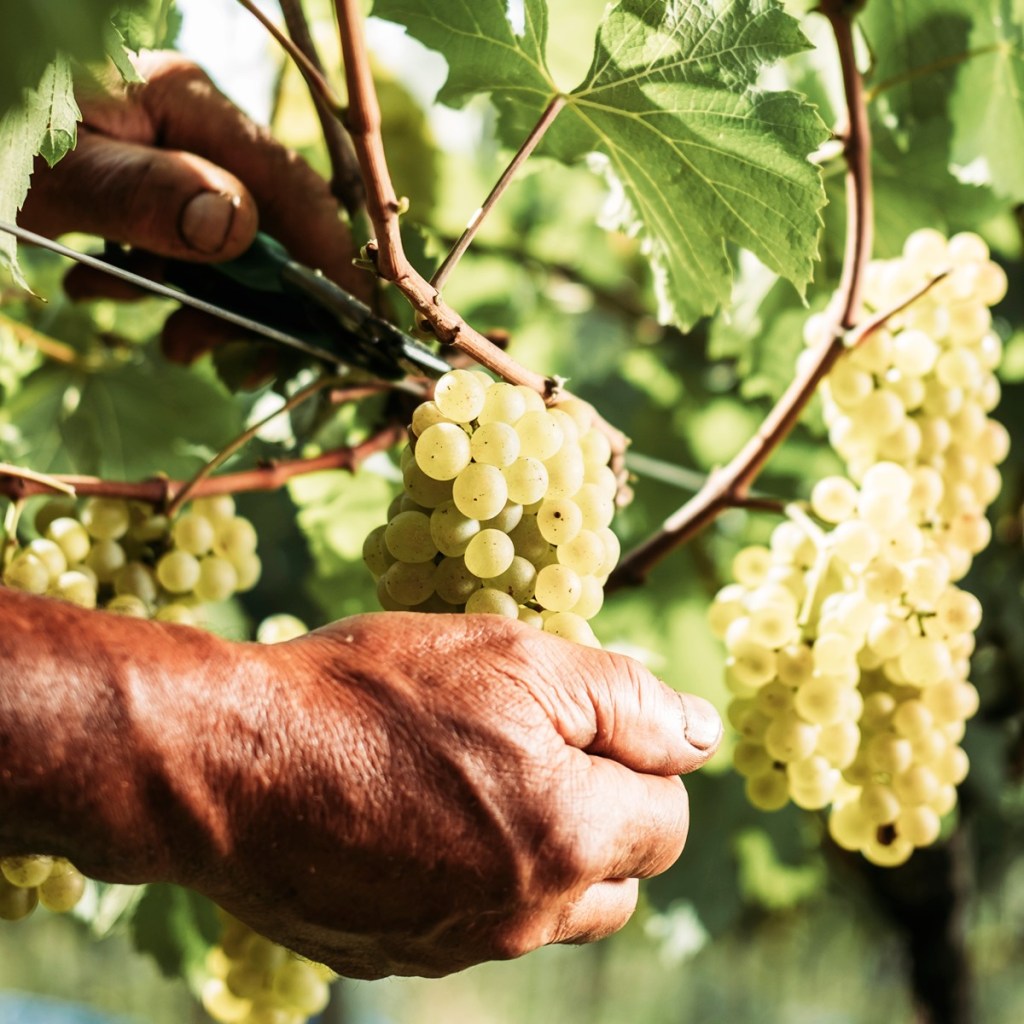 A imagem mostra as mãos de uma pessoa que esta cortando um cacho de uvas brancas de uma parreira cheia de frutas.