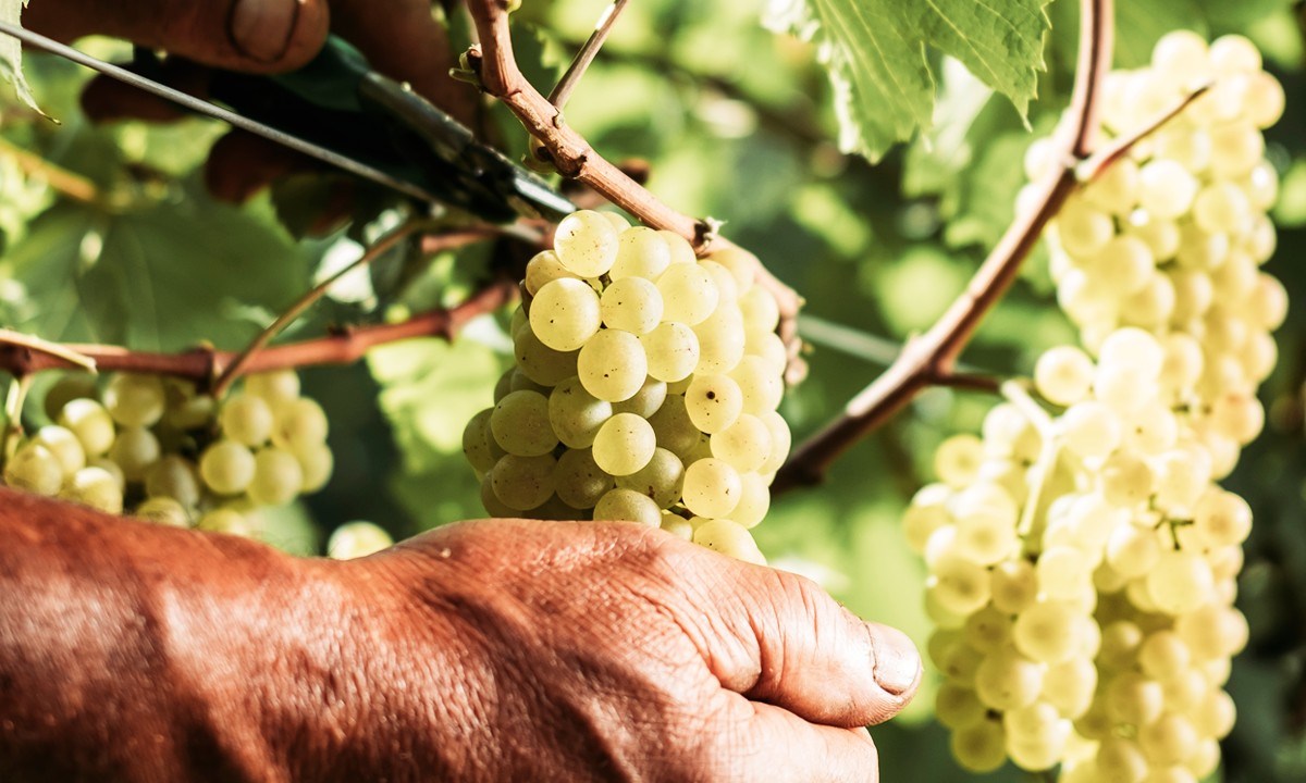 A imagem mostra as mãos de uma pessoa que esta cortando um cacho de uvas brancas de uma parreira cheia de frutas.