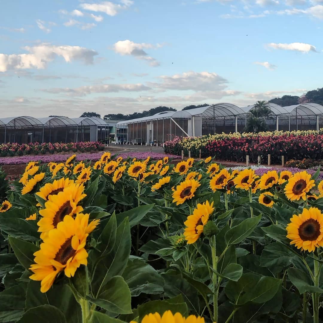 Holambra: Campos De Flores, Rotas De Bicicleta E Mais | Viagem E Turismo