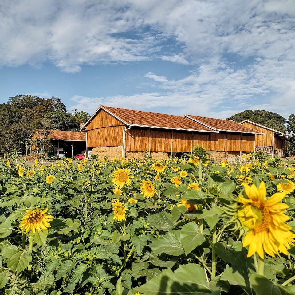 Holambra: Campos De Flores, Rotas De B... | Viagem E Turismo