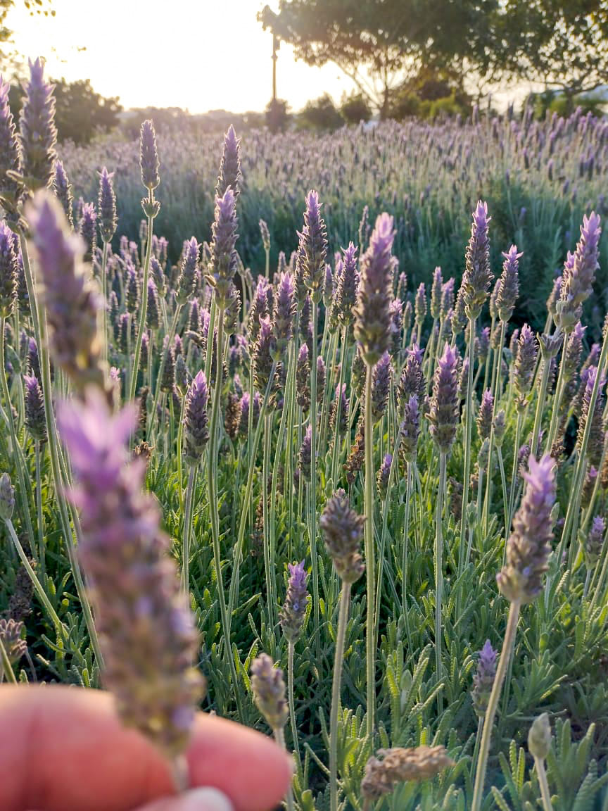 Holambra: Campos De Flores, Rotas De B... | Viagem E Turismo