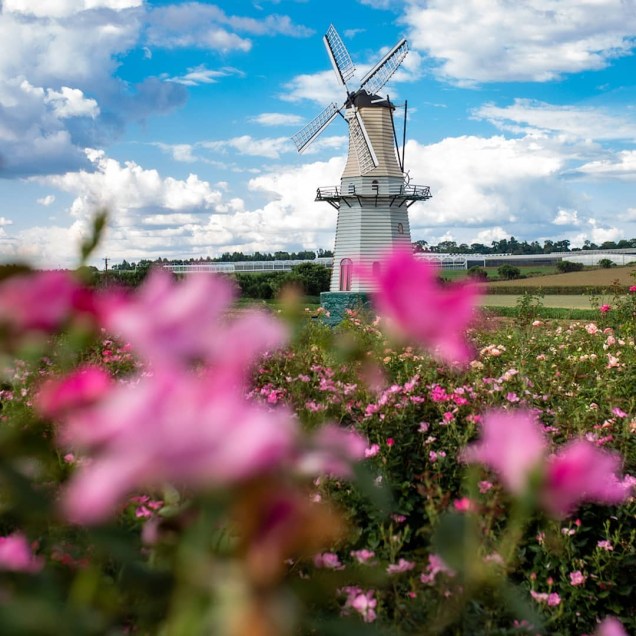 Em meio aos campos de flores, há um pequeno moinho holandês.