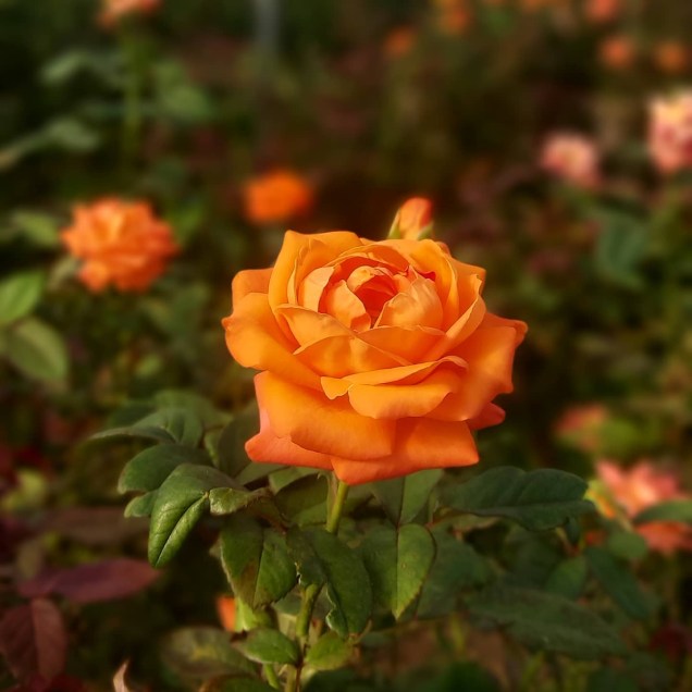 No Bloemen Park, há rosas ao ar livre e em estufa.
