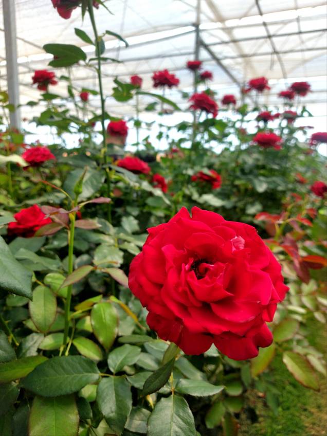 Há tantas variedades de rosas nos campos que é possível sentir seu aroma de longe.
