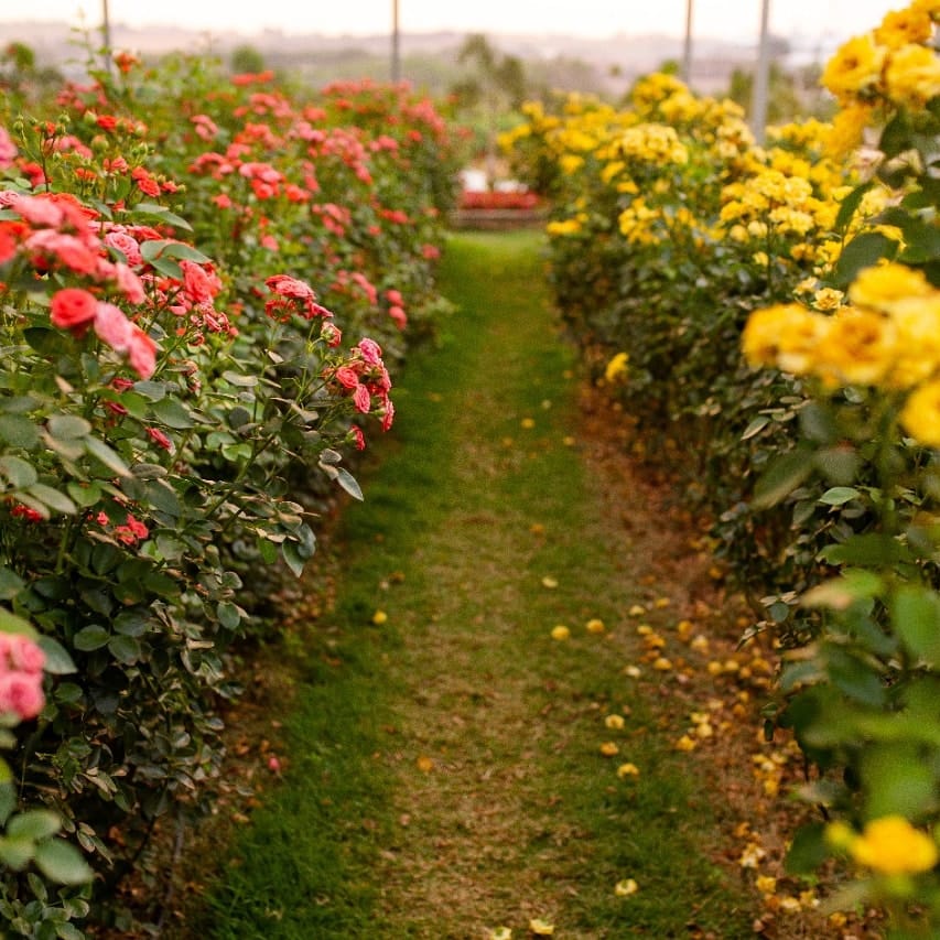 Holambra: Campos De Flores, Rotas De Bicicleta E Mais | Viagem E Turismo