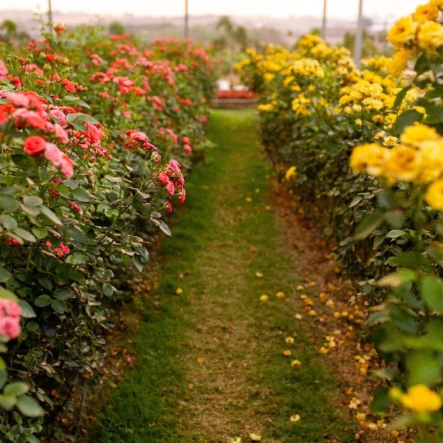 O Bloemen Park é um dos campos com maior variedade de rosas.